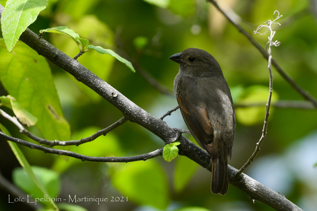 Lesser Antillean Bullfinch