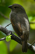 Lesser Antillean Bullfinch