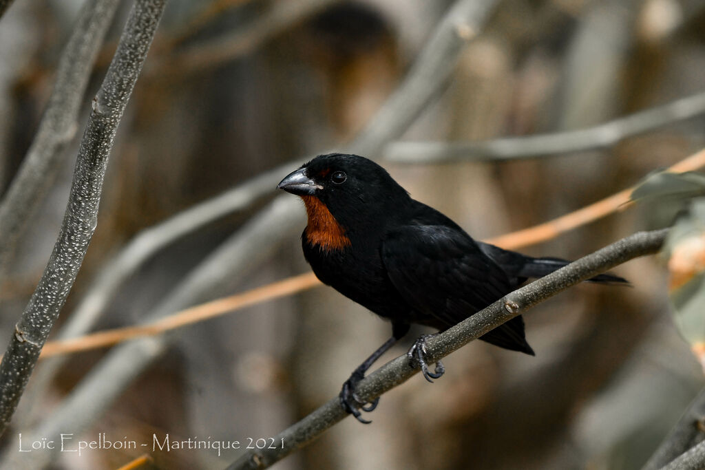 Lesser Antillean Bullfinch