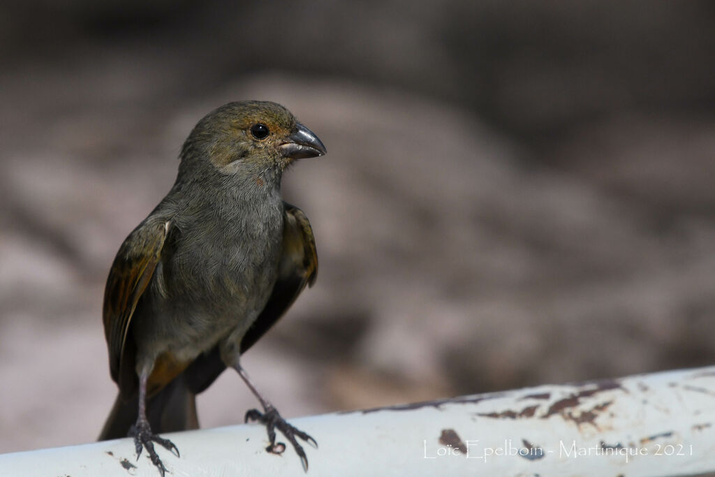 Lesser Antillean Bullfinch