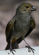 Lesser Antillean Bullfinch