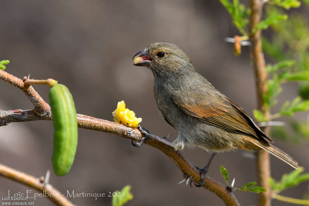 Sporophile rougegorge femelle, régime, mange