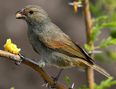 Lesser Antillean Bullfinch