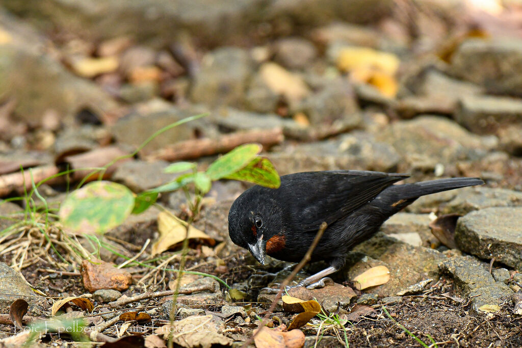 Lesser Antillean Bullfinch