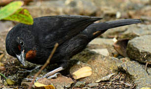 Lesser Antillean Bullfinch