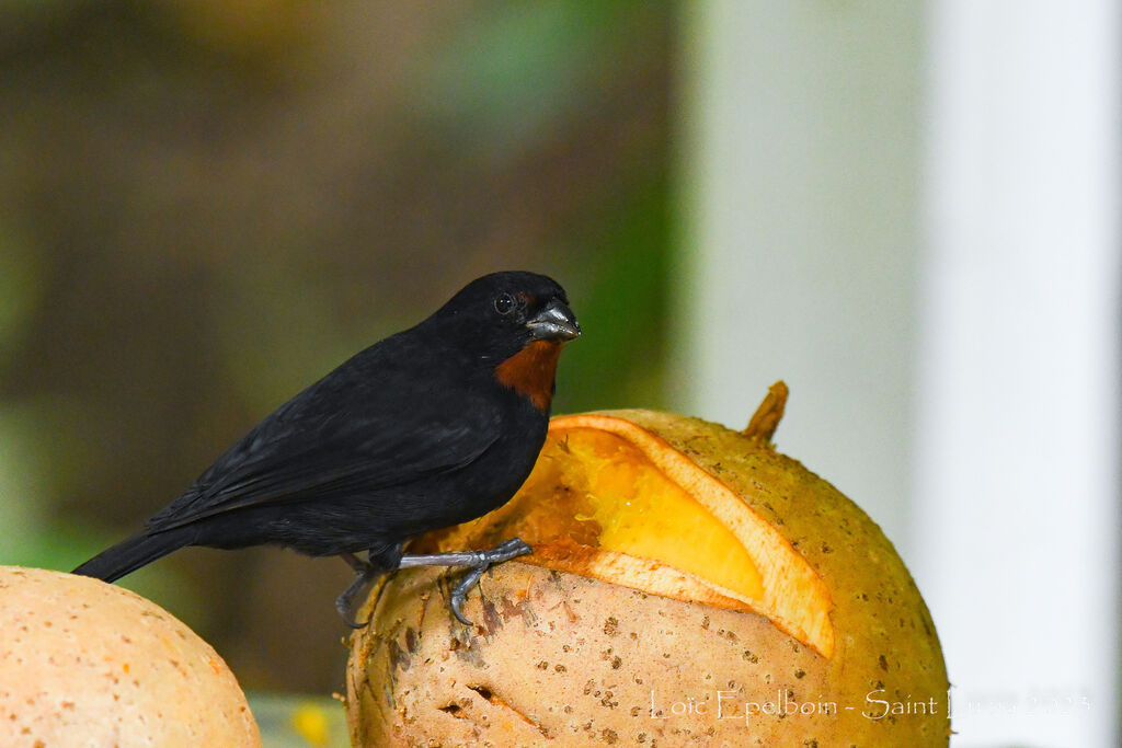 Lesser Antillean Bullfinch