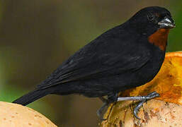 Lesser Antillean Bullfinch