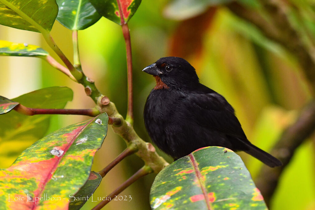 Lesser Antillean Bullfinch