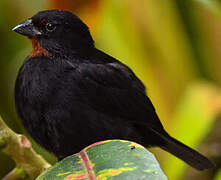 Lesser Antillean Bullfinch