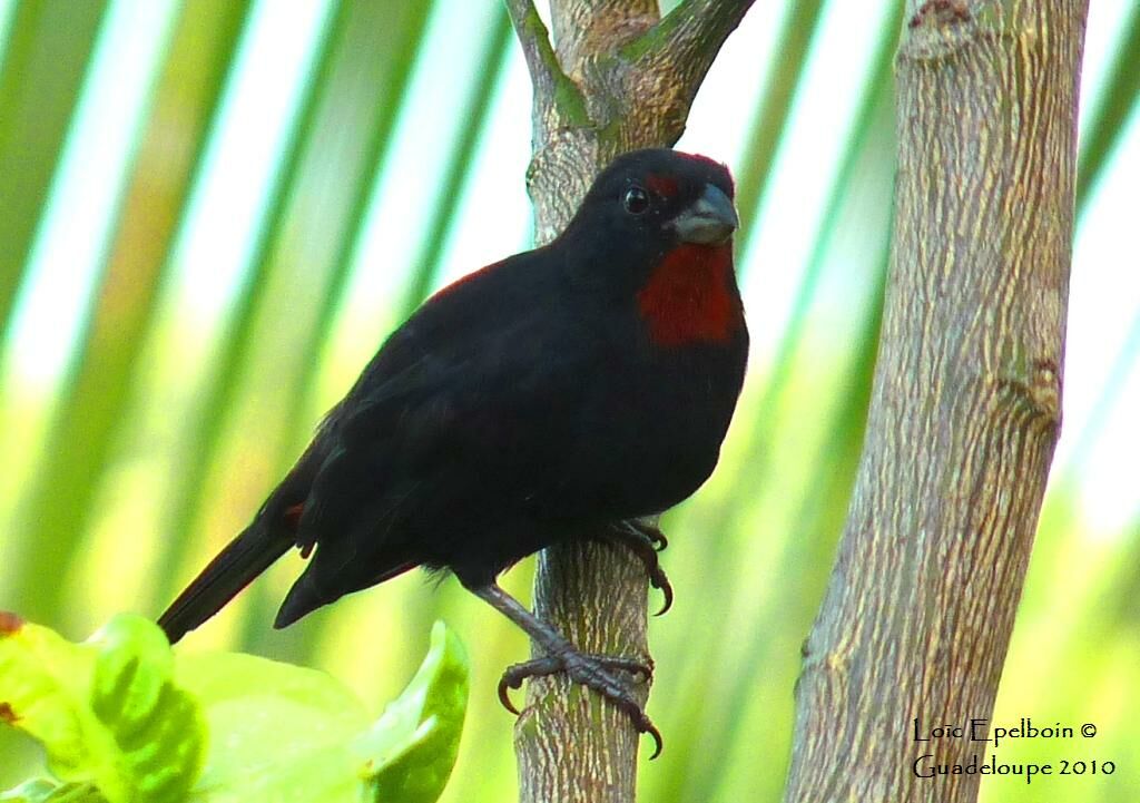 Sporophile rougegorge