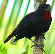 Lesser Antillean Bullfinch