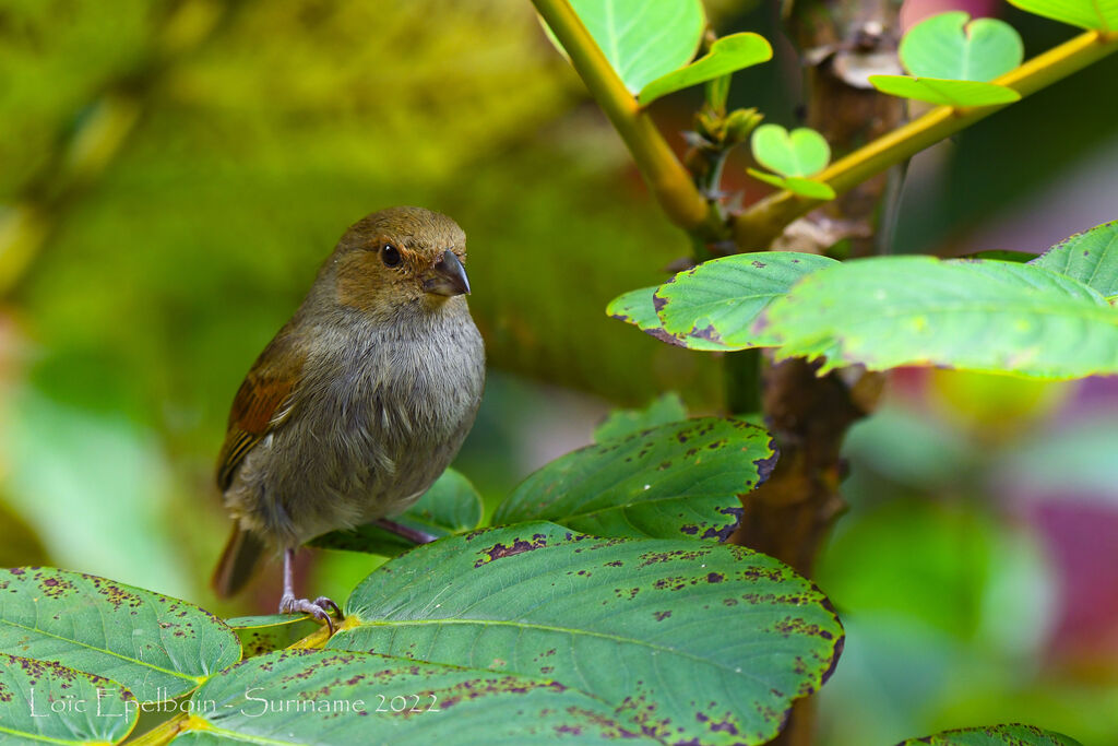 Lesser Antillean Bullfinch