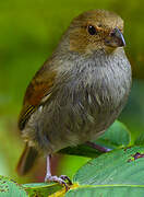 Lesser Antillean Bullfinch