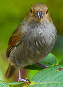 Lesser Antillean Bullfinch