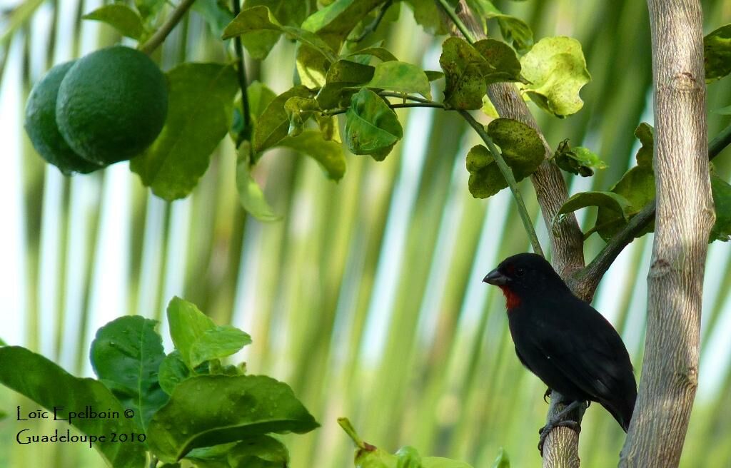 Lesser Antillean Bullfinch