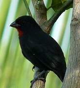 Lesser Antillean Bullfinch