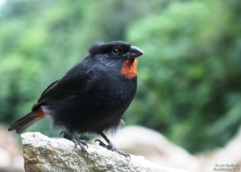 Lesser Antillean Bullfinch