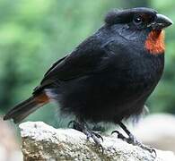 Lesser Antillean Bullfinch