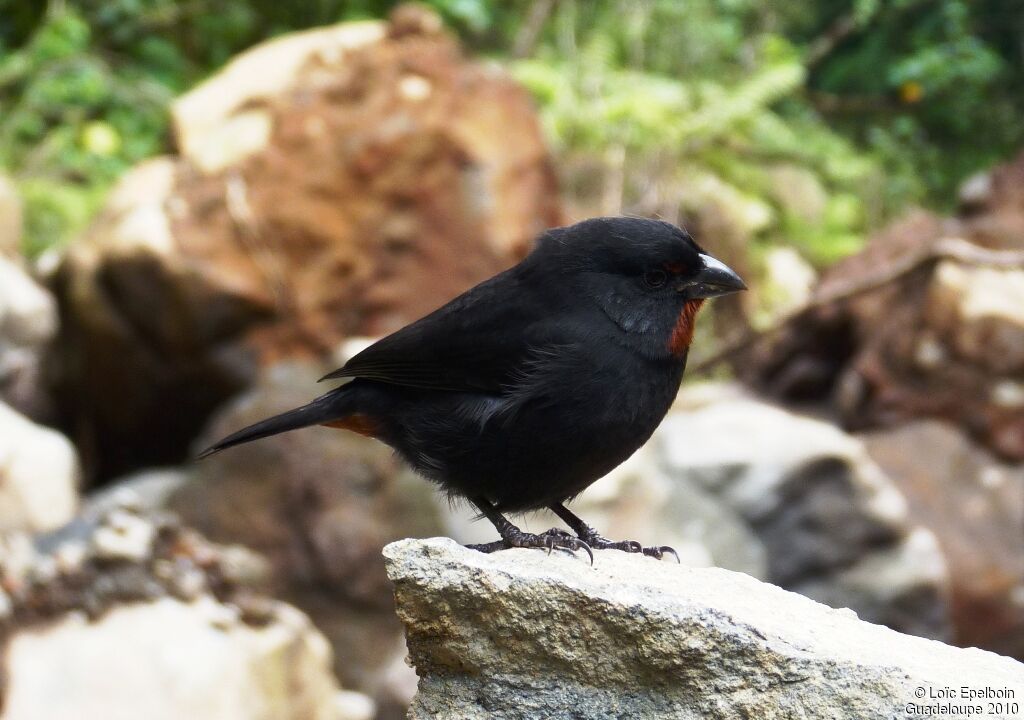 Lesser Antillean Bullfinch