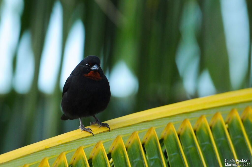 Lesser Antillean Bullfinch