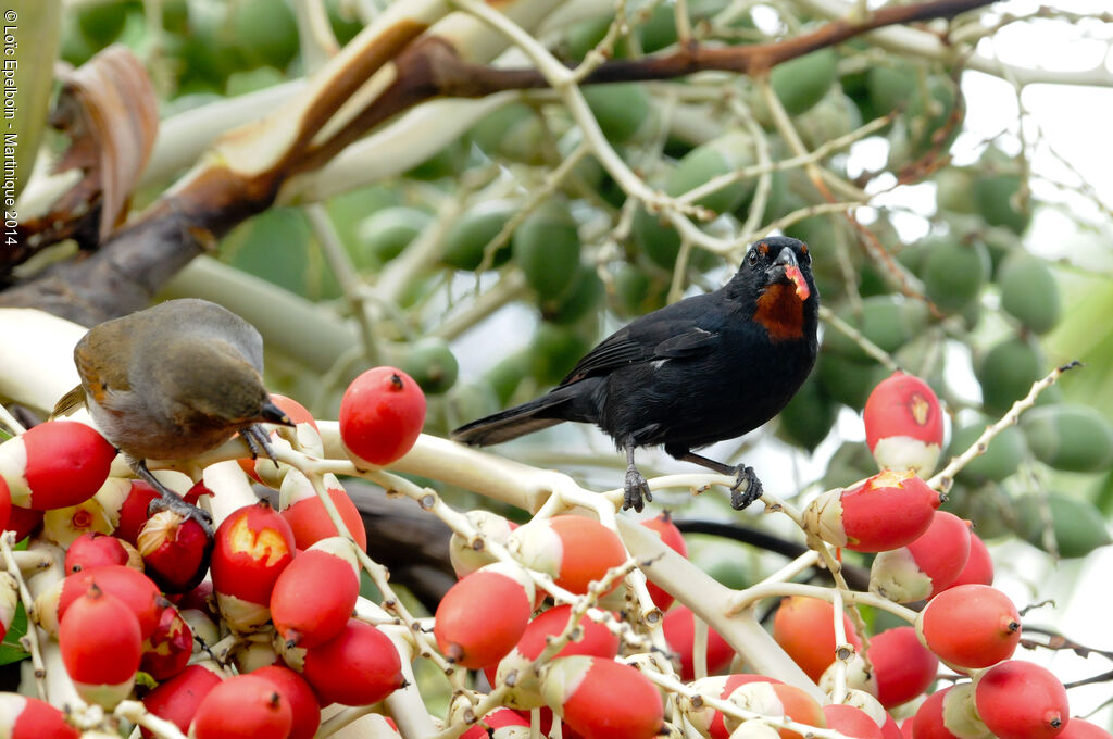 Lesser Antillean Bullfinch