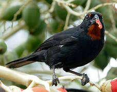 Lesser Antillean Bullfinch