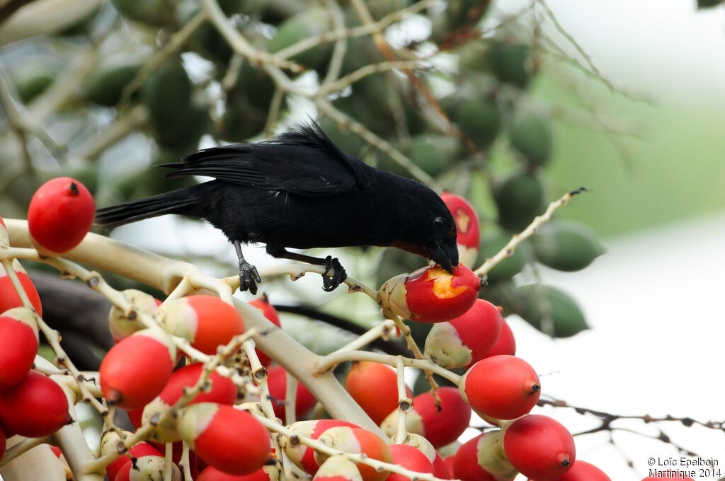 Lesser Antillean Bullfinch