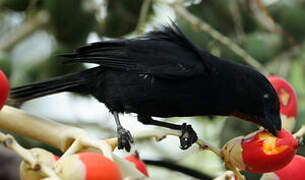 Lesser Antillean Bullfinch