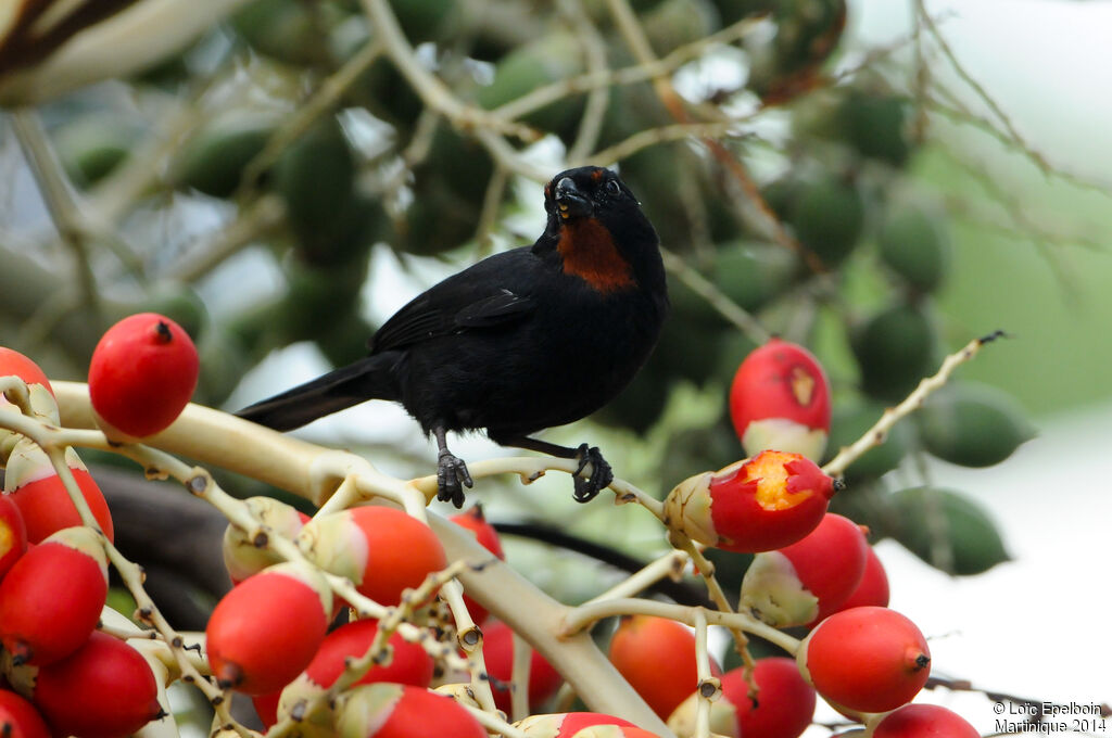 Sporophile rougegorge