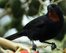 Lesser Antillean Bullfinch