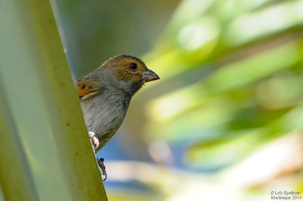 Lesser Antillean Bullfinch