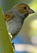 Lesser Antillean Bullfinch