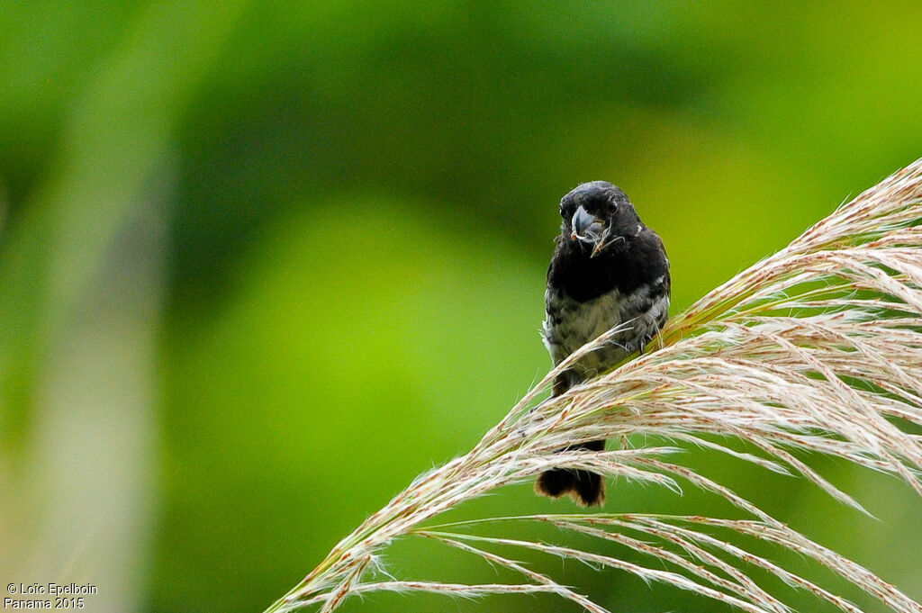 Variable Seedeater