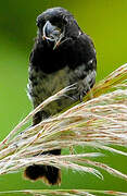 Variable Seedeater