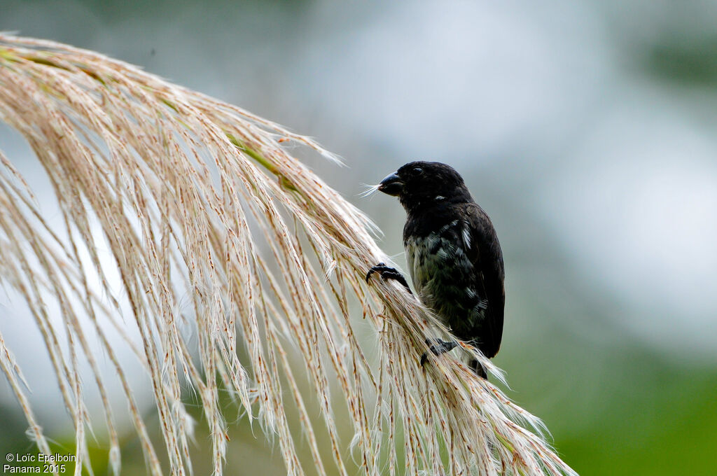 Variable Seedeater