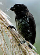 Variable Seedeater