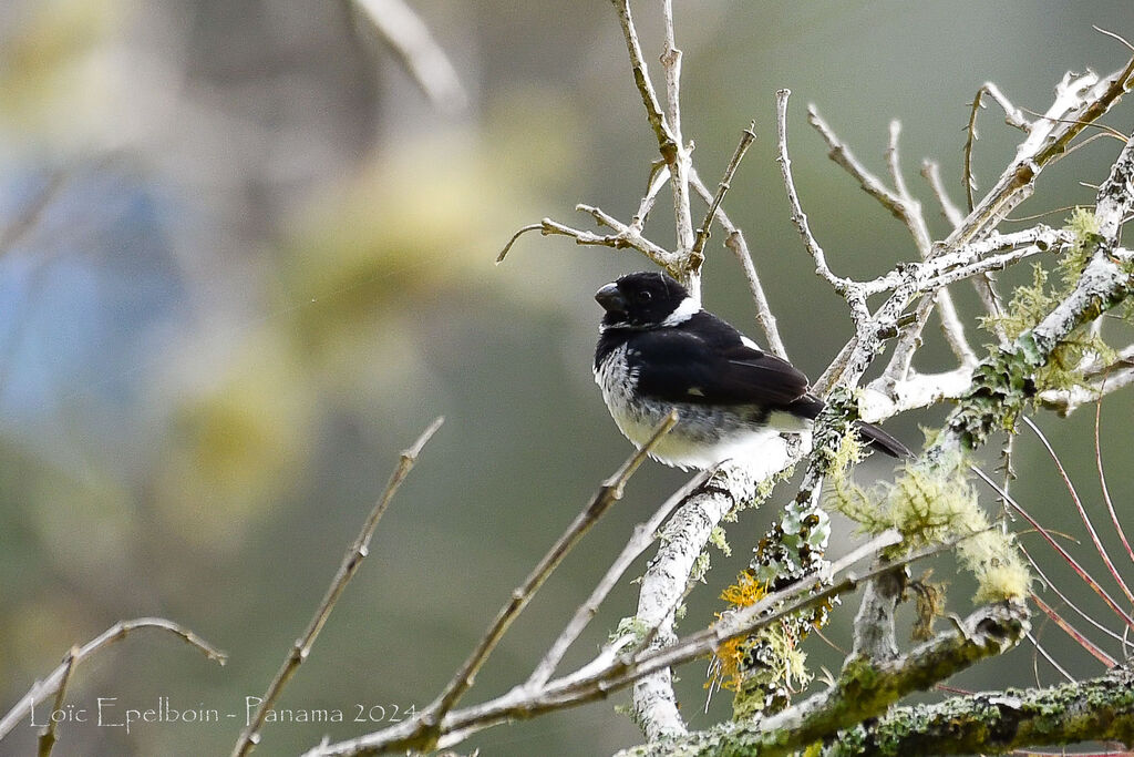 Variable Seedeater