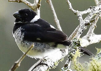 Sporophile variable