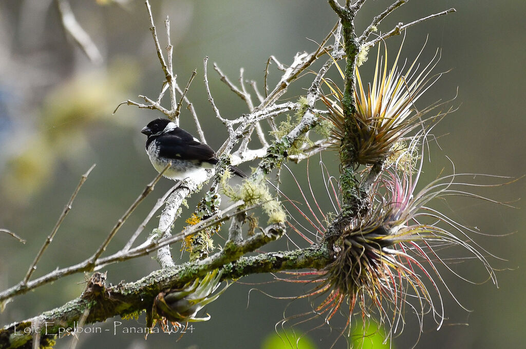 Variable Seedeater