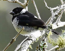 Sporophile variable