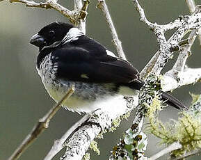 Sporophile variable