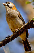 Speckle-fronted Weaver