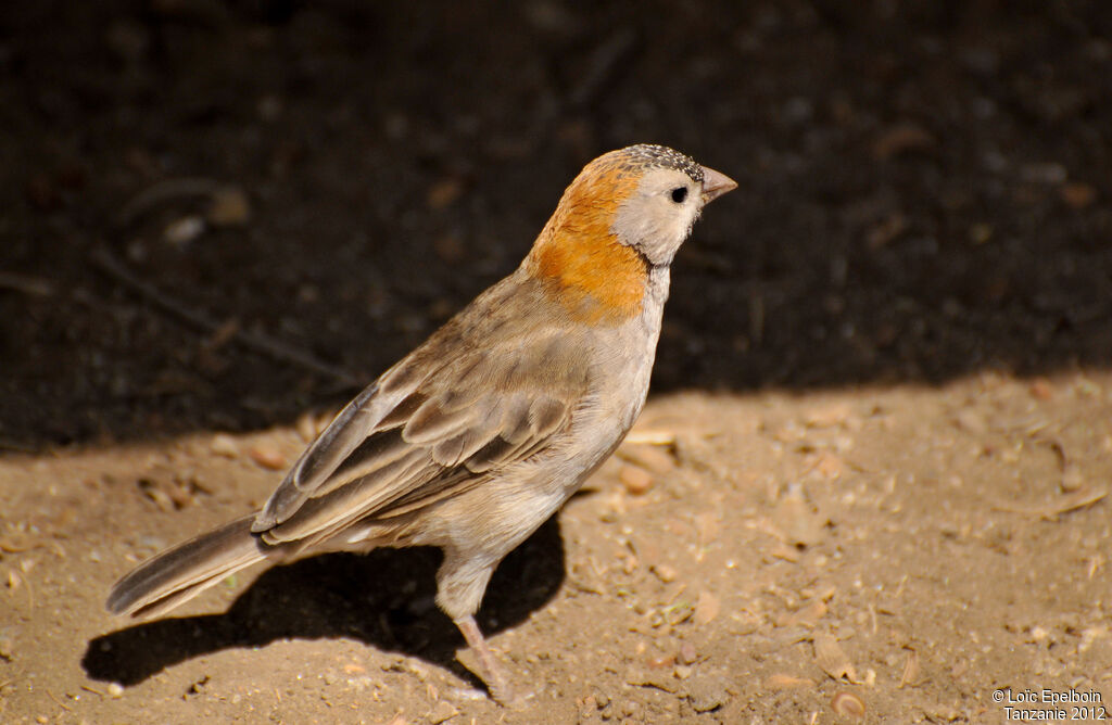 Speckle-fronted Weaver