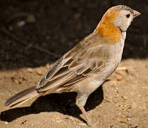 Speckle-fronted Weaver