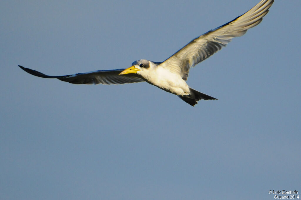 Large-billed Tern