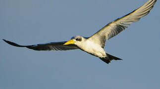 Large-billed Tern