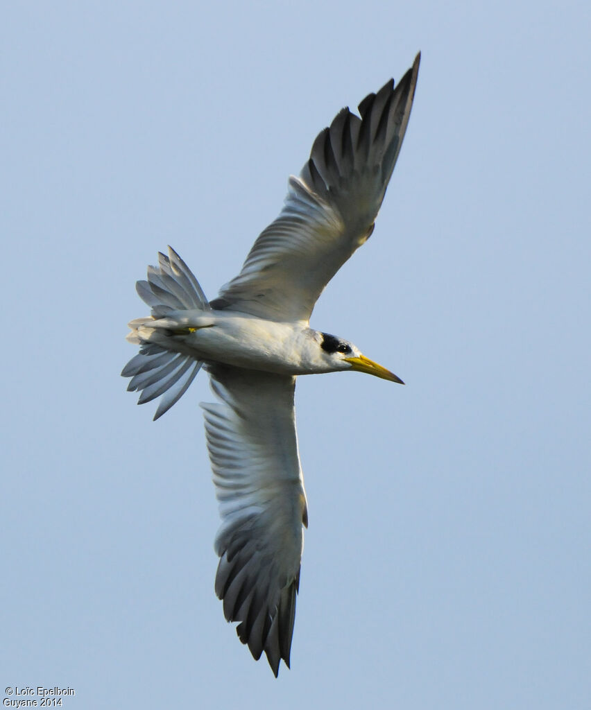 Large-billed Tern