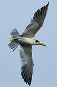 Large-billed Tern