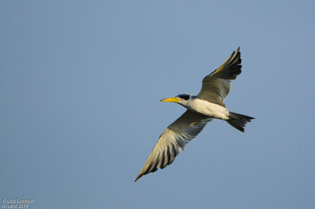 Large-billed Tern