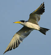 Large-billed Tern